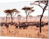 Wandpaneel Gnoes op doorreis  | 150 x 100  CM | Zwart frame | Akoestisch (50mm)