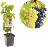 Vitis vinifera Duo druif