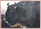 Affiche avec cadre en métal rose - Bison Aurochs Poster