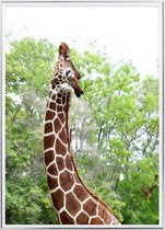 Poster Met Metaal Zilveren Lijst - Elegante Giraffe Poster
