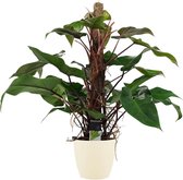 Decorum Philodendron Red Emerald - Luchtzuiverende Kamerplant - Met Elho® Bloempot Soap - 75cm - ø19cm