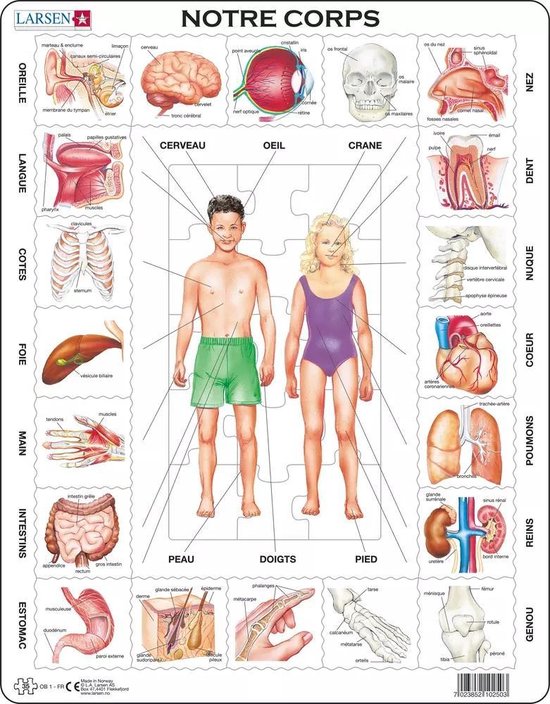 Larsen Le Corps Humain – Puzzle – Corps Humain – Anatomie – Puzzle éducatif pour enfants – 35 pièces – Fabriqué en Norvège – Pièces extra épaisses de 2,5 mm – Plateau avec bord fixe