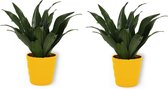 2x Kamerplant Dracaena Compacta - ± 30cm hoog - In gele pot