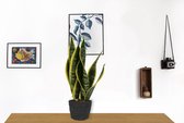 Kamerplant Sansevieria - Vrouwentong - ± 40cm hoog - In zwarte sierzak