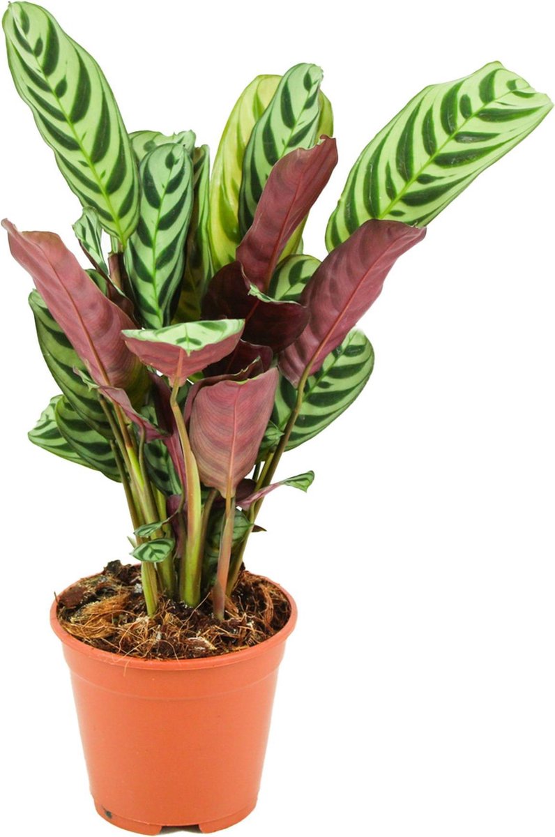 Bol.com Ctenathe Burle-Marxii - Ø 14 cm - Hoogte: 35 - 40 cm aanbieding