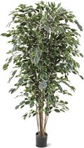 Ficus Exotica Deluxe 180cm bont