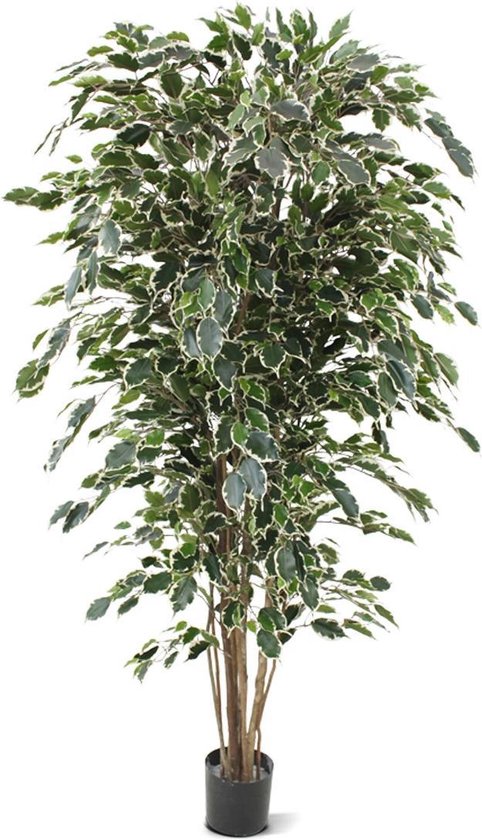 Ficus Exotica Deluxe 180cm panaché | bol