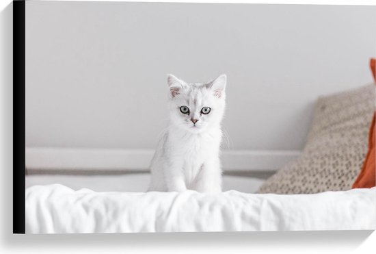 Canvas  - Witte Kat op Bed - 60x40cm Foto op Canvas Schilderij (Wanddecoratie op Canvas)