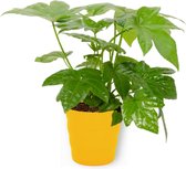 Kamerplant Fatsia Japonica – Vingerplant - ± 25cm hoog – 12 cm diameter - in gele pot