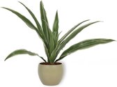 Kamerplant Dracaena Warnecki - ± 20cm hoog – 12cm diameter - in groene pot