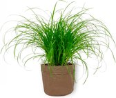 Kamerplant Cyperus Zumula – Kattengras - ± 20cm hoog – 12 cm diameter - in bruine sierzak
