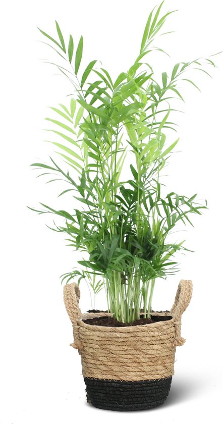 We Love Plants - Chamaedorea Elegans + Mand Mirjam - 55 cm hoog - Bergpalm