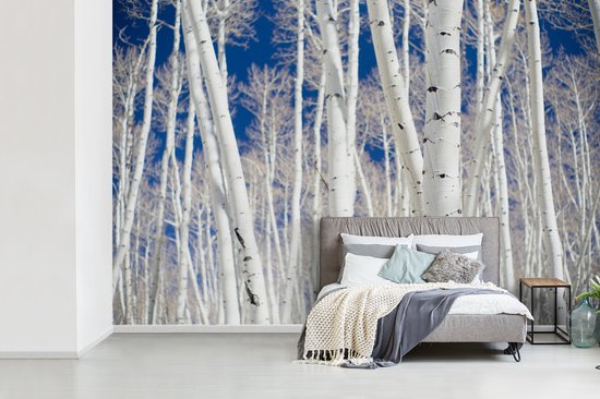 Papier peint Papier peint photo en vinyle - Forêt en Aspen avec bouleaux largeur 390 cm x hauteur 260 cm - Tirage photo sur papier peint (disponible en 7 tailles)