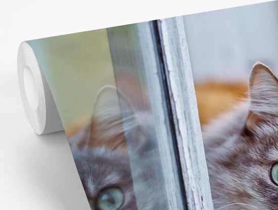 Papier peint - Papier peint Papier peint photo Chat - Fenêtre - Chats - Largeur 330 cm x hauteur 220 cm