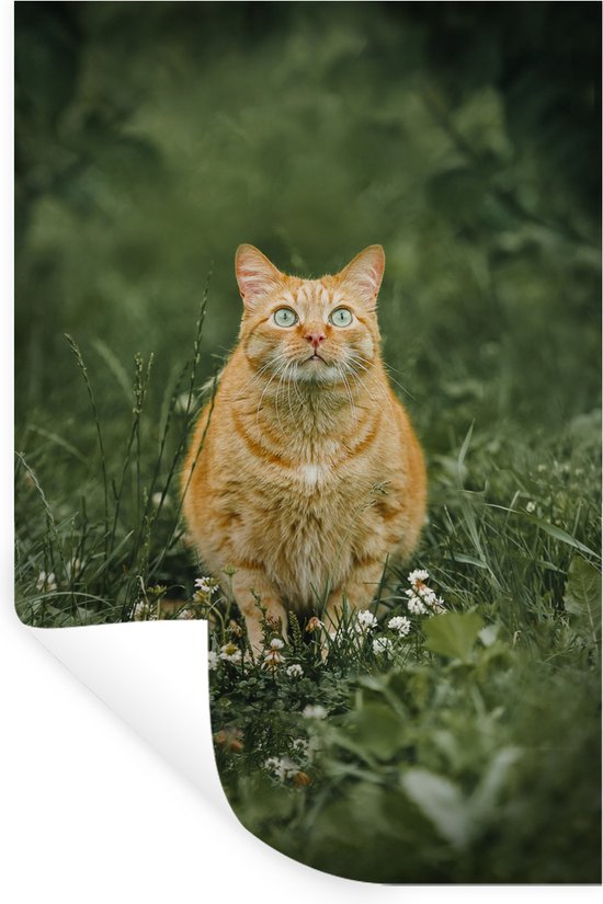 Sticker Muursticker Champ de fleurs d' Animaux - Chat rouge aux yeux verts dans un champ de fleurs - 80x120 cm - film autocollant - sticker mural repositionnable