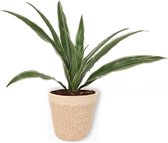 Kamerplant Dracaena Warnecki- ± 20cm hoog – 12cm diameter - in beige mand