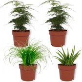Set van 4 Kamerplanten - 2x Asparagus Plumosus & 1x Aloe Vera Clumb & 1x Cyperus Zumula- ± 25cm hoog - 12cm diameter