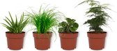 WLPlants Kamerplanten Set van 4 -1x Aloe Vera, 1x Asparagus Plumosus, 1x Peperomia Green Gold , 1x Cyperus Zumula- 12cm diameter - Van professionele kweek - Groene Planten - Binnen