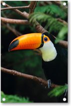 Toekan in de Jungle - Tuinposter 80x120 - Wanddecoratie - Dieren - Natuur