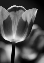 Tuinposter - Bloem - Tulp in wit / zwart - 120 x 180 cm.