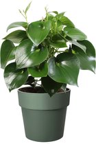 Mama's Planten - Peperomia Polybotrya ‘Raindrop’ In ELHO Sierpot (groen) - Vers Van De Kweker - ↨ 65cm - ⌀ 30cm
