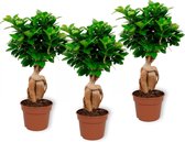 Set van 3 Kamerplanten - Ficus Ginseng - Bonsaiboom- ± 30cm hoog - 12cm diameter