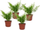 Set van 4 Kamerplanten - Asparagus Sprengeri - ± 25cm hoog - 12cm diameter