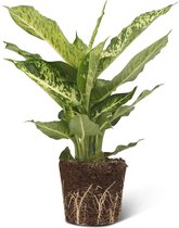 We Love Plants - Dieffenbachia Mars - 50 cm hoog - Luchtzuiverende plant