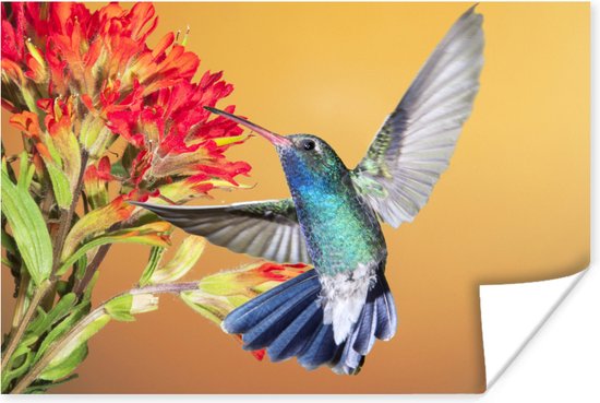 Promotion maison colibri, maison colibri En vente, maison colibri  Promotion, Produits en promotion, Articles en promotion