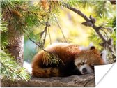 Poster Panda - Hout - Planten - 120x90 cm