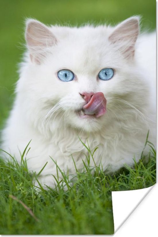 Poster Perzische kat met mooie blauwe ogen in het groene gras - 20x30 cm |  bol.com