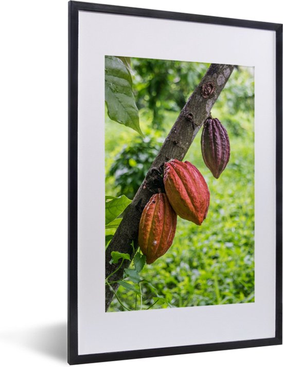 Fotolijst incl. Poster - De jungle met de cacaoboon in de peulenschil - 40x60 cm - Posterlijst