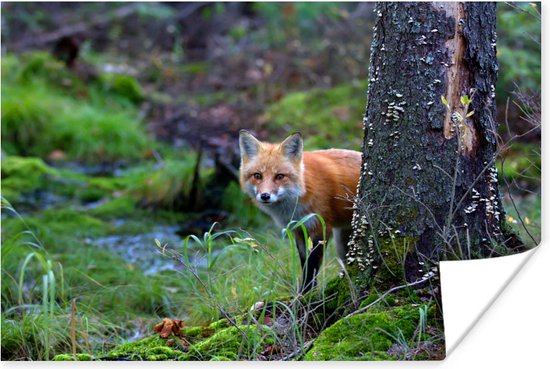 Affiche renard dans la forêt - poster chambre d'enfant thème forêt – Il  était un an