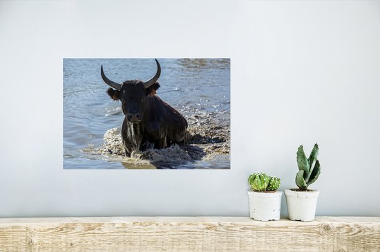 Poster Un taureau sort de l'eau en Camargue - 30x20 cm