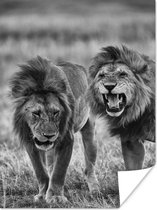 Twee afrikaanse leeuwen poster papier 60x80 cm - Foto print op Poster (wanddecoratie woonkamer / slaapkamer) / Wilde dieren Poster