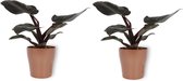 Kamerplant Philodendron Black Cardinal – ± 25 centimeter hoog – 12cm diameter - in koperkleurige pot