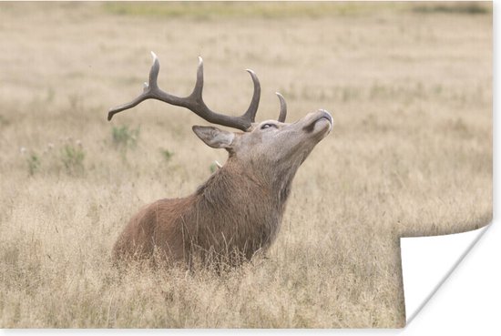 Cerf avec la tête dans l'air poster papier 120x80 cm - Tirage photo sur Poster (décoration murale salon / chambre) / Poster Animaux sauvages