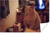 Jarige kat poster papier 60x40 cm - Foto print op Poster (wanddecoratie woonkamer / slaapkamer) / Huisdieren Poster