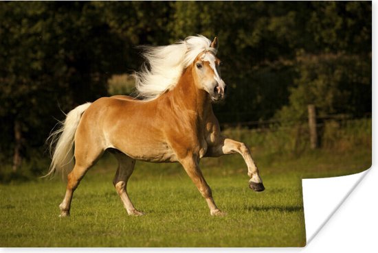 Oneindigheid Tijd maandelijks Poster Haflinger paard in galop - 60x40 cm | bol.com