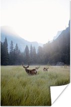 Affiche Forêt - Cerf - Brouillard - 20x30 cm