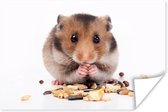 Poster hamster eet zaden - 30x20 cm