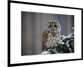 Fotolijst incl. Poster - Een besneeuwde bosuil kijkt in de camera - 120x80 cm - Posterlijst