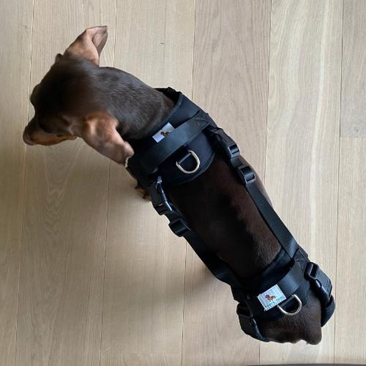 Duuclume Hondenliftharnas, noodrugzak voor huisdieren, ondersteuning en revalidatie, draagriem, verstelbare liftriemen voor oudere honden, gewrichtsblessures, artritis, L