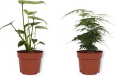 Set van 2 Kamerplanten - Monstera Deliciosa & Asparagus Plumusus - ±  30cm hoog - 12cm diameter