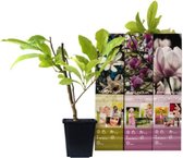 Buitenplanten - OH2 - Magnolia set 3x - Licht geurende Magnolia Struiken - Weinig Verzorging Nodig - 30-38 cm