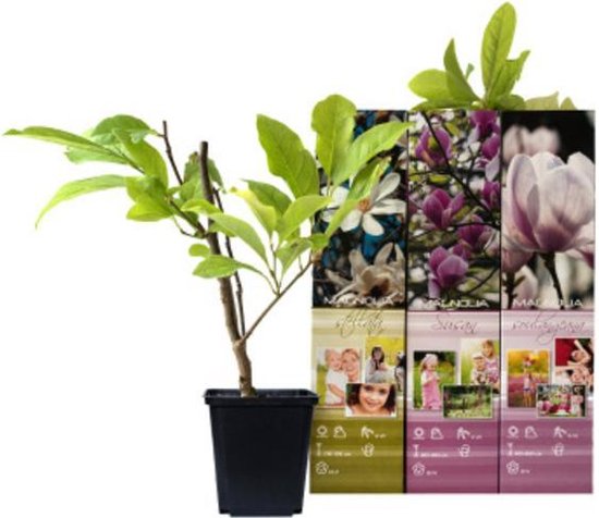 Lichtgeurende Magnolia Struiken – Weinig Verzorging Nodig – 3 Stuks