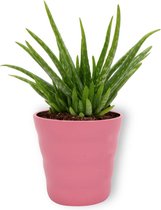 Kamerplant Aloe Vera - ↕ ± 30cm - Ø  12cm - in roze pot