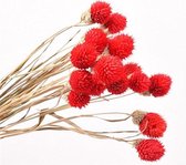 Gedroogde Aardbei Bloemen Decoratie voor binnenhuis -  - Red