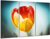 GroepArt - Schilderij -  Tulp - Oranje, Rood, Blauw - 120x80cm 3Luik - 6000+ Schilderijen 0p Canvas Art Collectie
