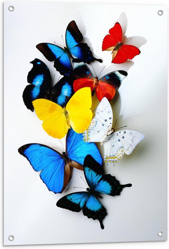 Tuinposter – Geel/Blauw/ode Vlinders op Witte Achtergrond - 60x90cm Foto op Tuinposter  (wanddecoratie voor buiten en binnen)